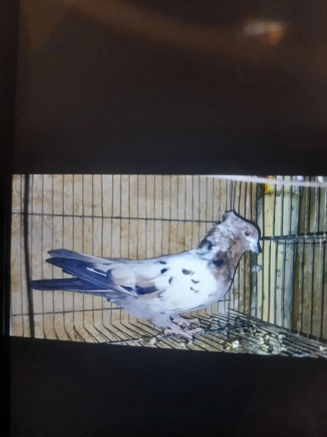 کفتر پرشی حسابی همگی بپر و سرحال|پرنده|قم, شاه سید علی|دیوار