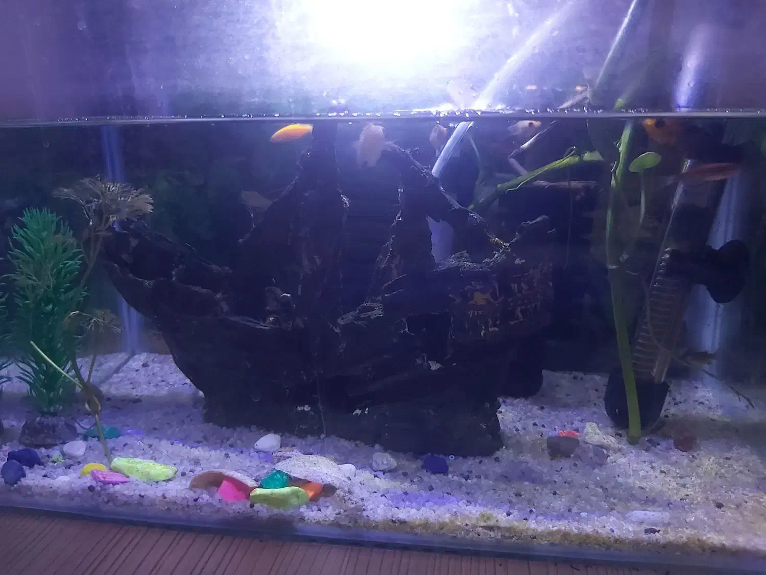 اکواریم|ماهی|بندرعباس, |دیوار