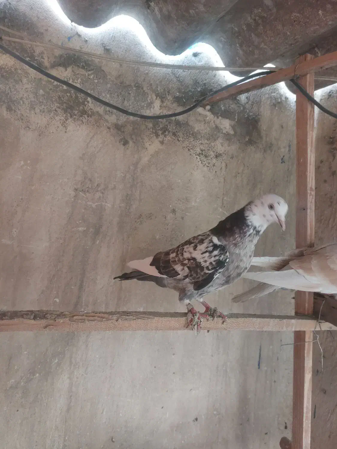 کفتر کبوتر گرفتنی|پرنده|ری, فیروزآبادی|دیوار