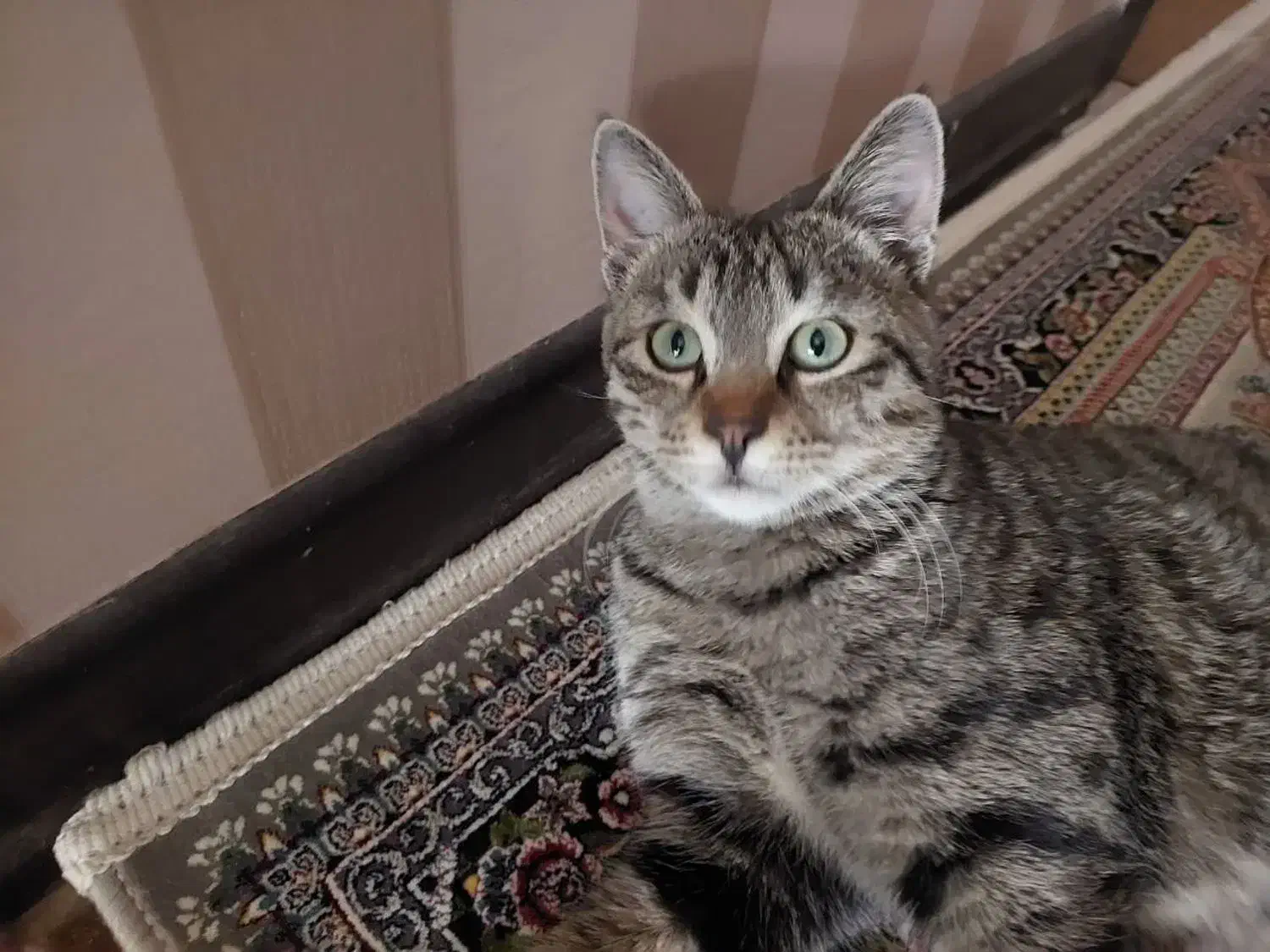 واگذاری فوری گربه|گربه|زنجان, |دیوار