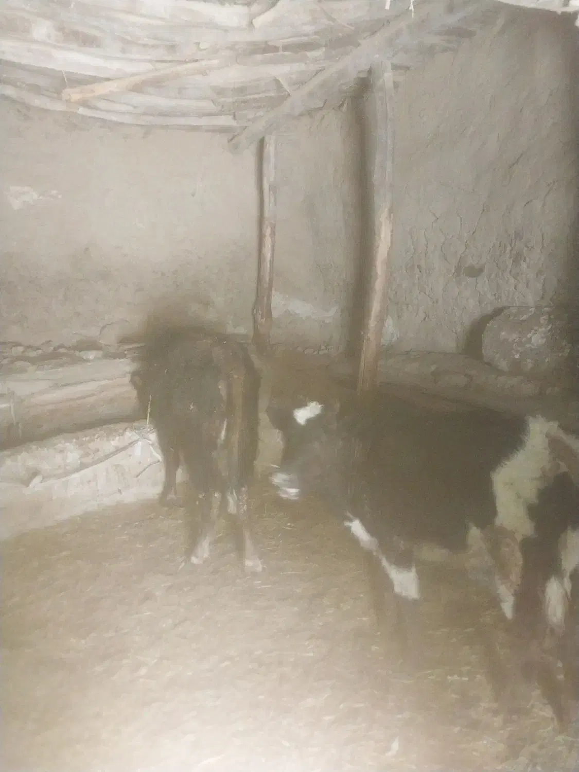 ۲تا گاو دویه ۱ بیزو|حیوانات مزرعه|شادیان, |دیوار