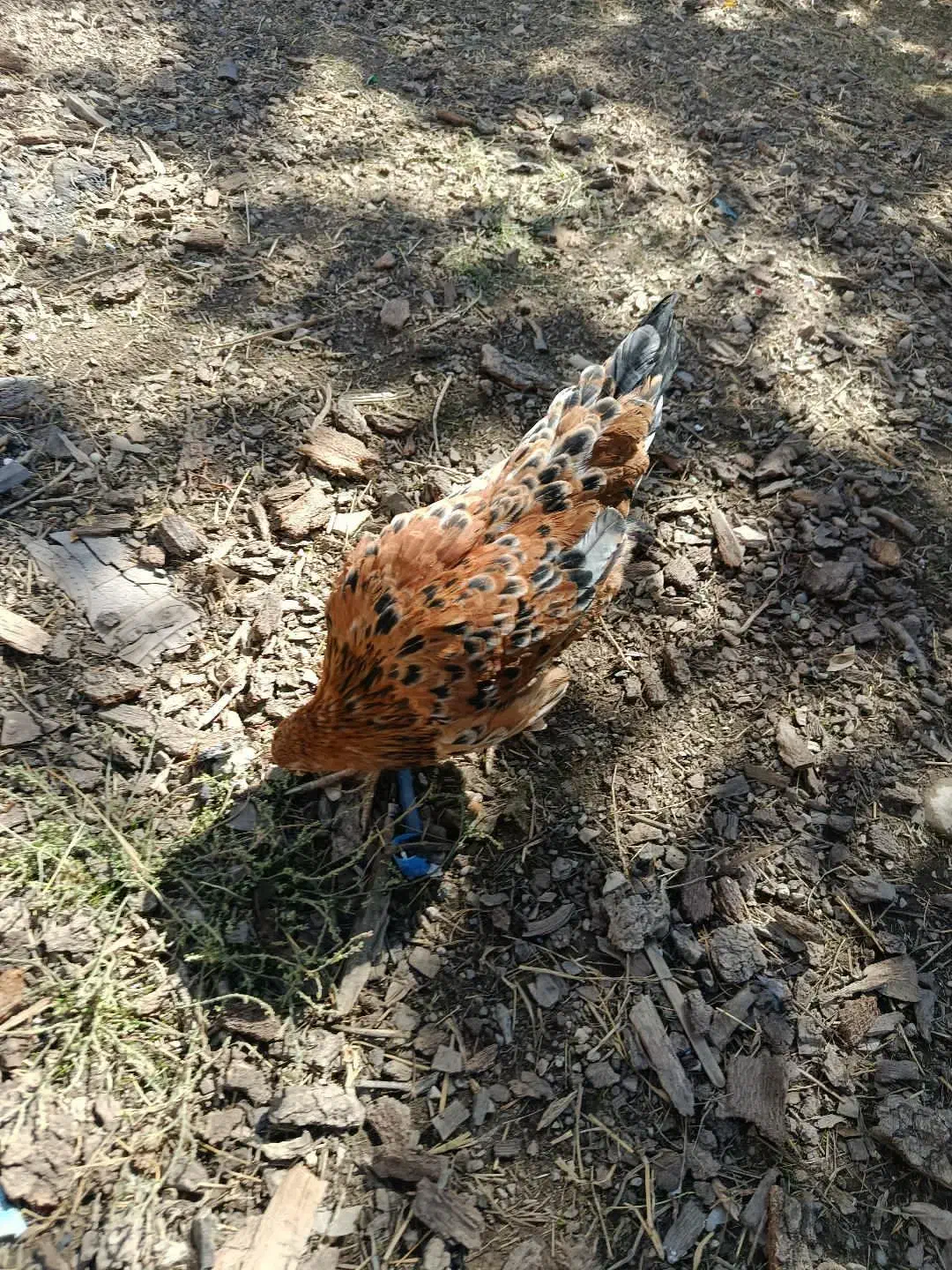 وارک مرغ|حیوانات مزرعه|جوانرود, |دیوار