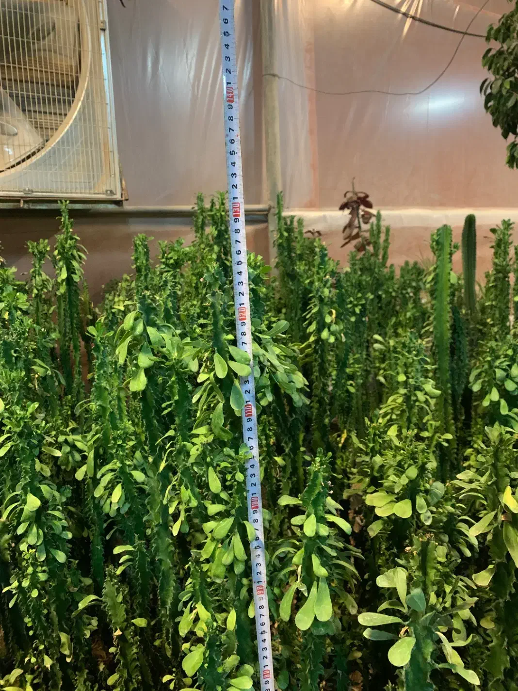 افوربیا|گل و گیاه طبیعی|پاکدشت, پاکدشت (مامازند)|دیوار