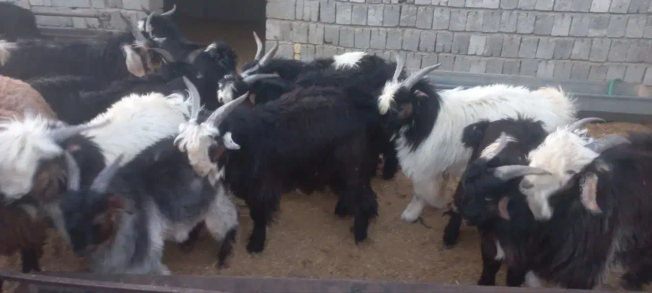 بزغاله فروشی|حیوانات مزرعه|اصفهان, برازنده|دیوار