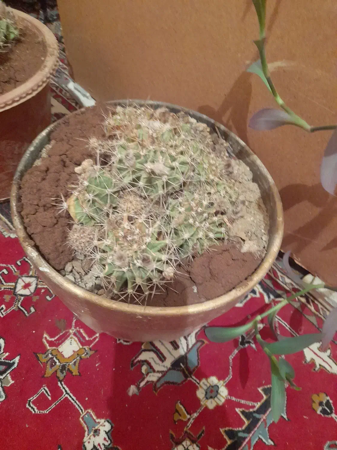 گل کاکتوس.با مرغ و جوجه معاوضه میکنم|گل و گیاه طبیعی|شاهین‌شهر, خانه کارگر|دیوار