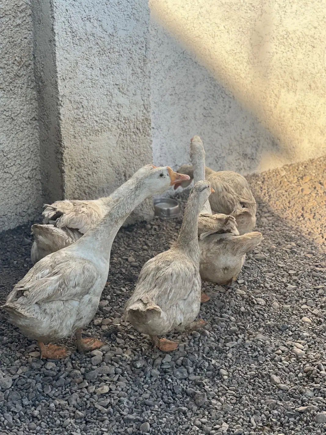 قوغاز قو غاز|حیوانات مزرعه|شاهرود, |دیوار