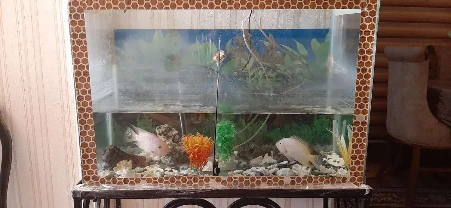 فروش اکواریم|ماهی|بندرعباس, |دیوار