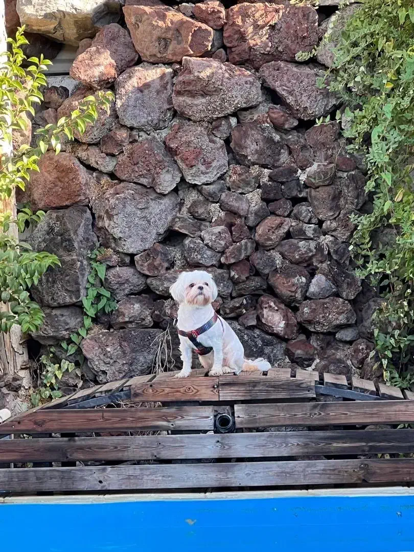 واگذاری سگ شیتزو|سگ|سنندج, |دیوار