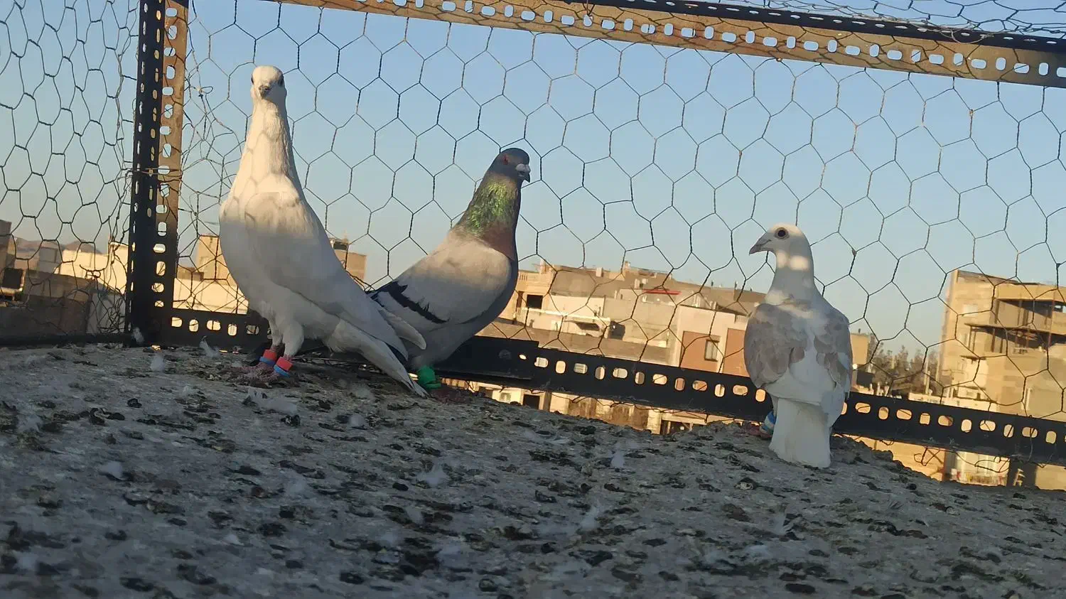 گرفتنی قلدور|پرنده|تربت‌حیدریه, قائم|دیوار