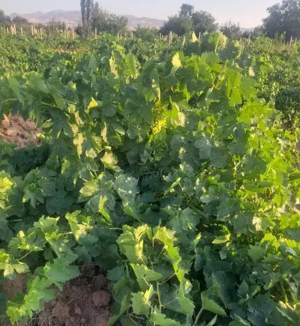 اجاره باغ انگور و گردو محدوده صائین قلعه|اجارهٔ دفتر صنعتی، کشاورزی، تجاری|صائین قلعه, |دیوار