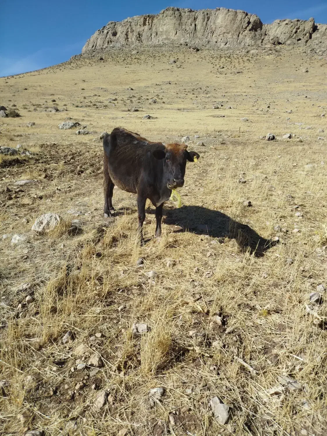 گاو حامله|حیوانات مزرعه|کاکاوند, |دیوار