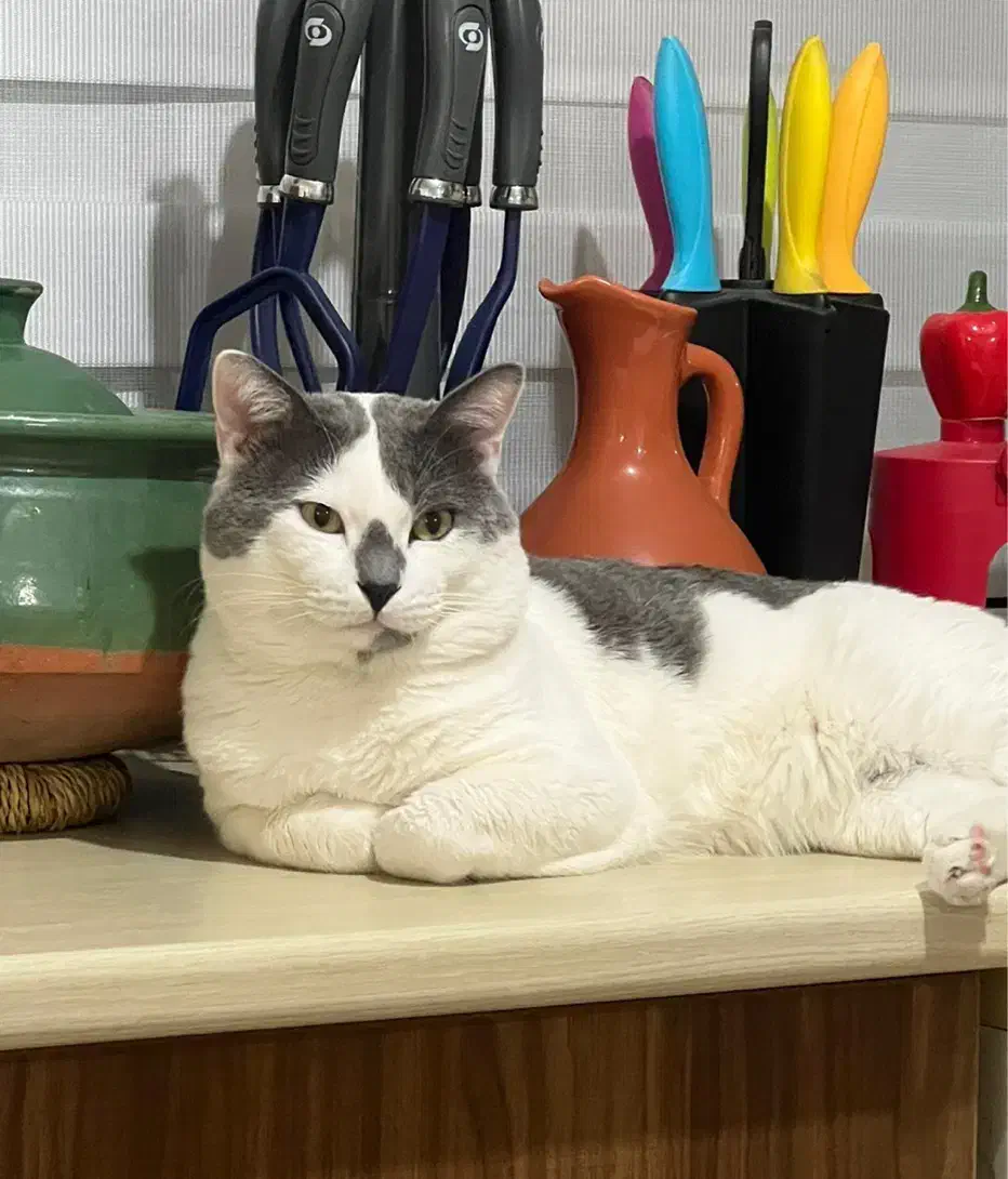 واگذاری گربه زیبا و تپل|گربه|رشت, انصاری|دیوار