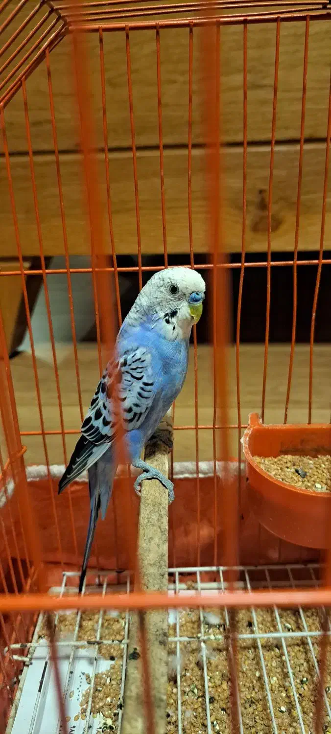 مرغ عشق|پرنده|گرگان, |دیوار