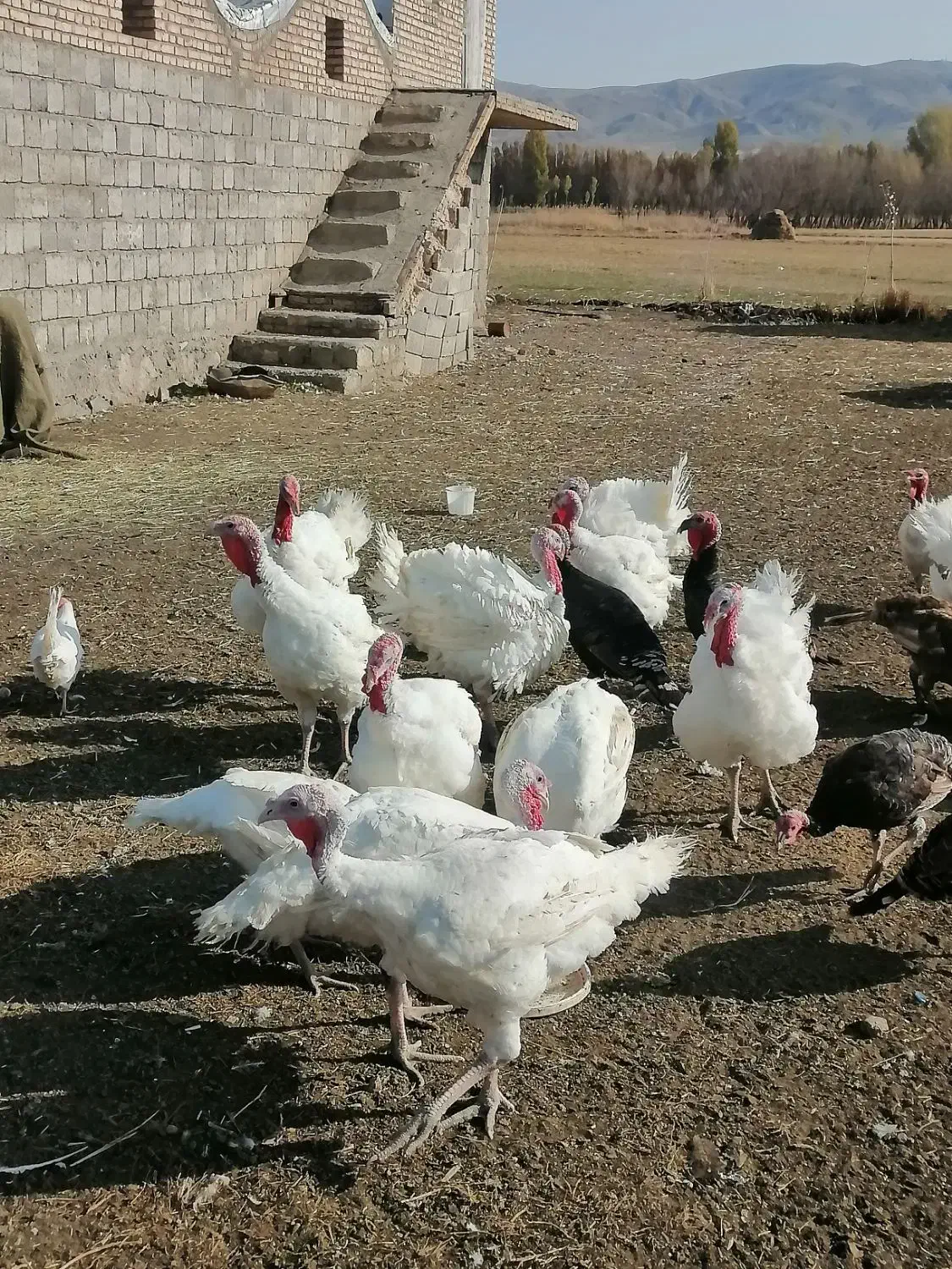 بوقلمون محلی|حیوانات مزرعه|چالدران, |دیوار