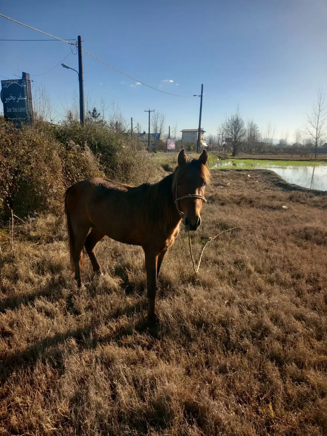 اسب|اسب و تجهیزات اسب‌سواری|کیاشهر, |دیوار