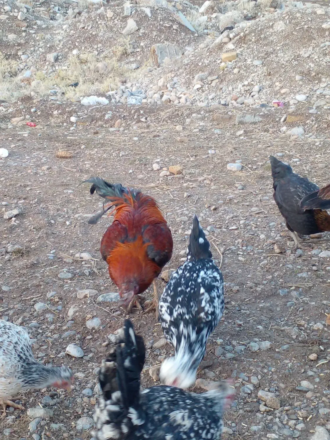 مرغ بیرانشهر|حیوانات مزرعه|بیرانوند, |دیوار