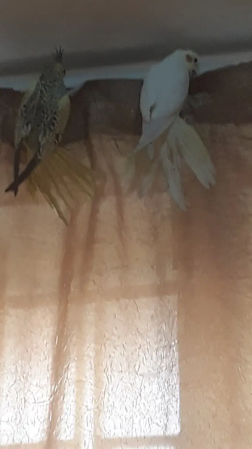 ۲تا عروس هلندی ۴ماهه|پرنده|قم, باغ کرباسی|دیوار