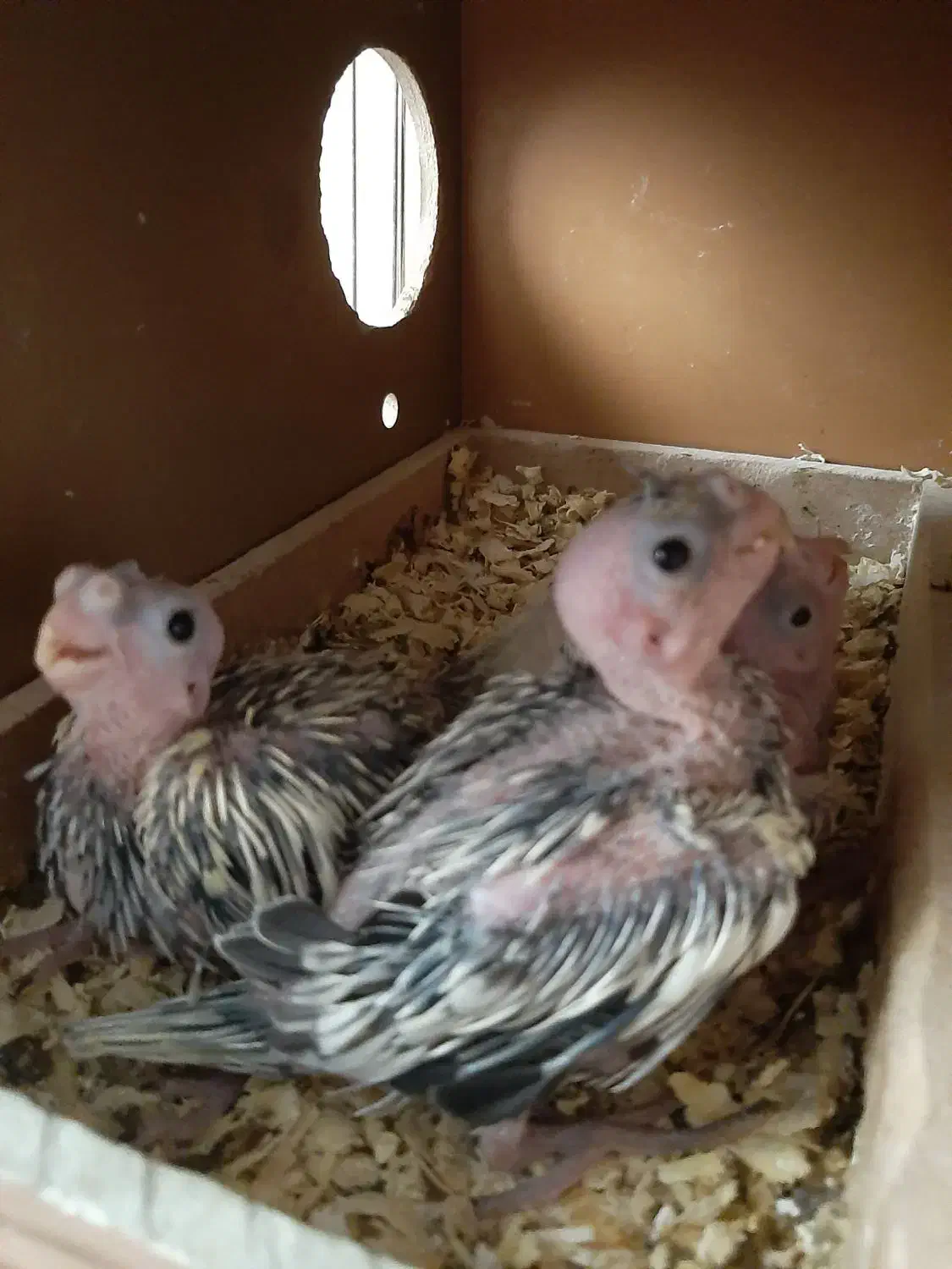 عروس هلندی با جوجه|پرنده|تهران, حافظیه|دیوار