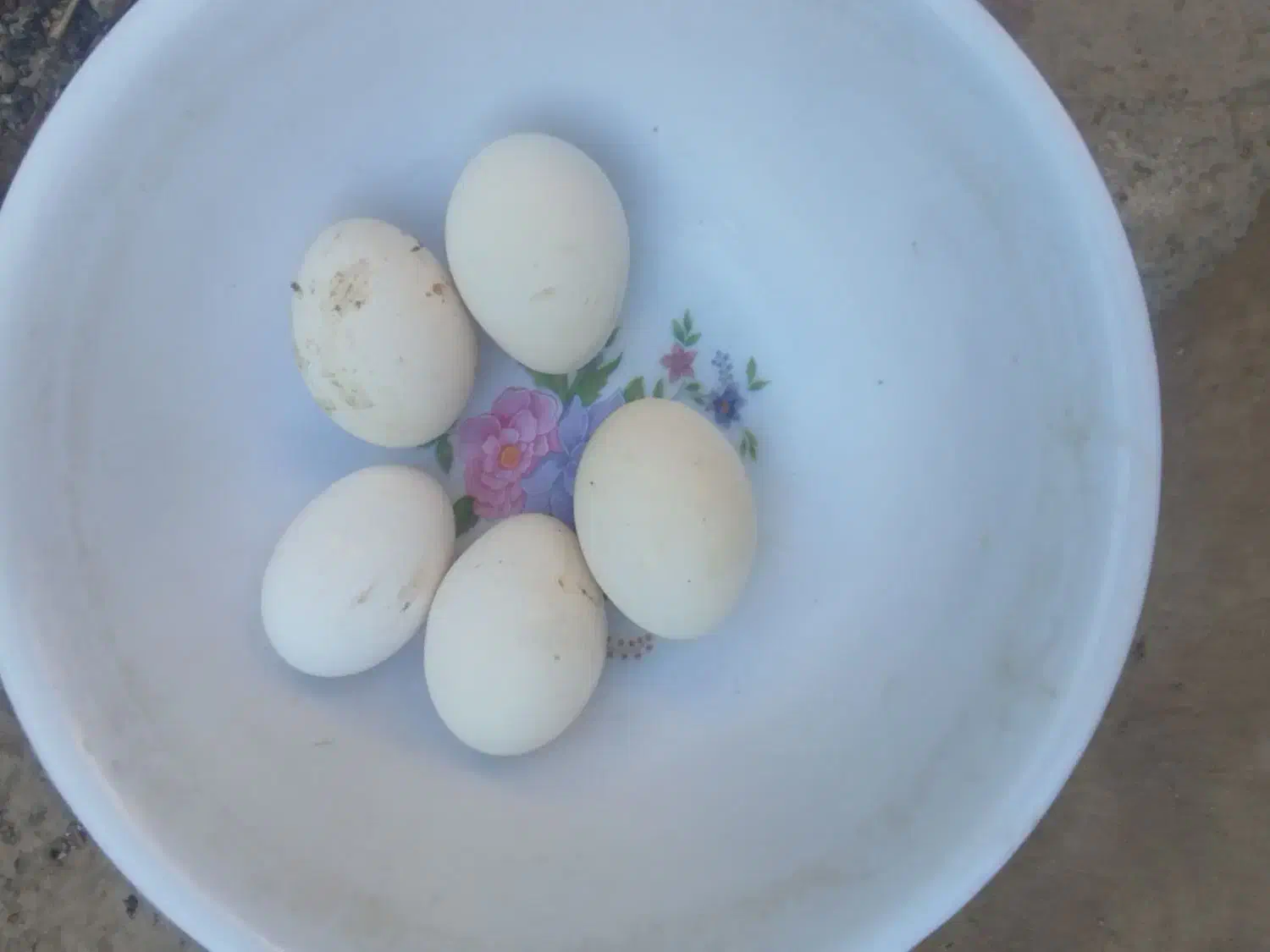 تخم مرغ|خوردنی و آشامیدنی|مهریز, |دیوار