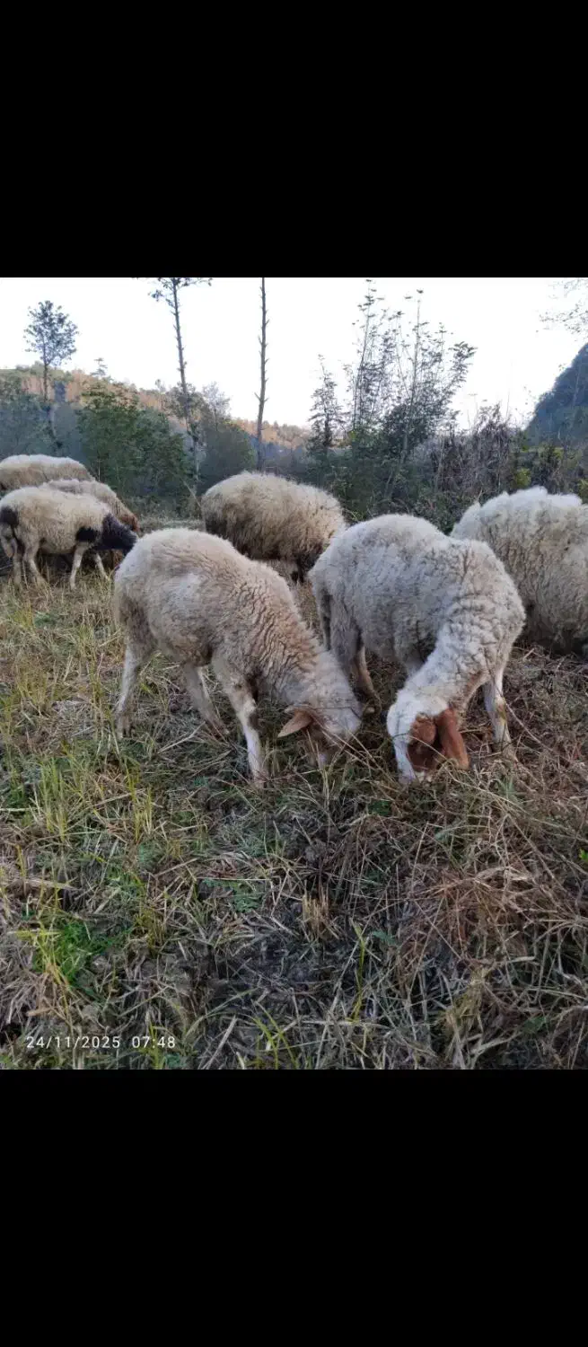 گوسفند نر|حیوانات مزرعه|املش, |دیوار