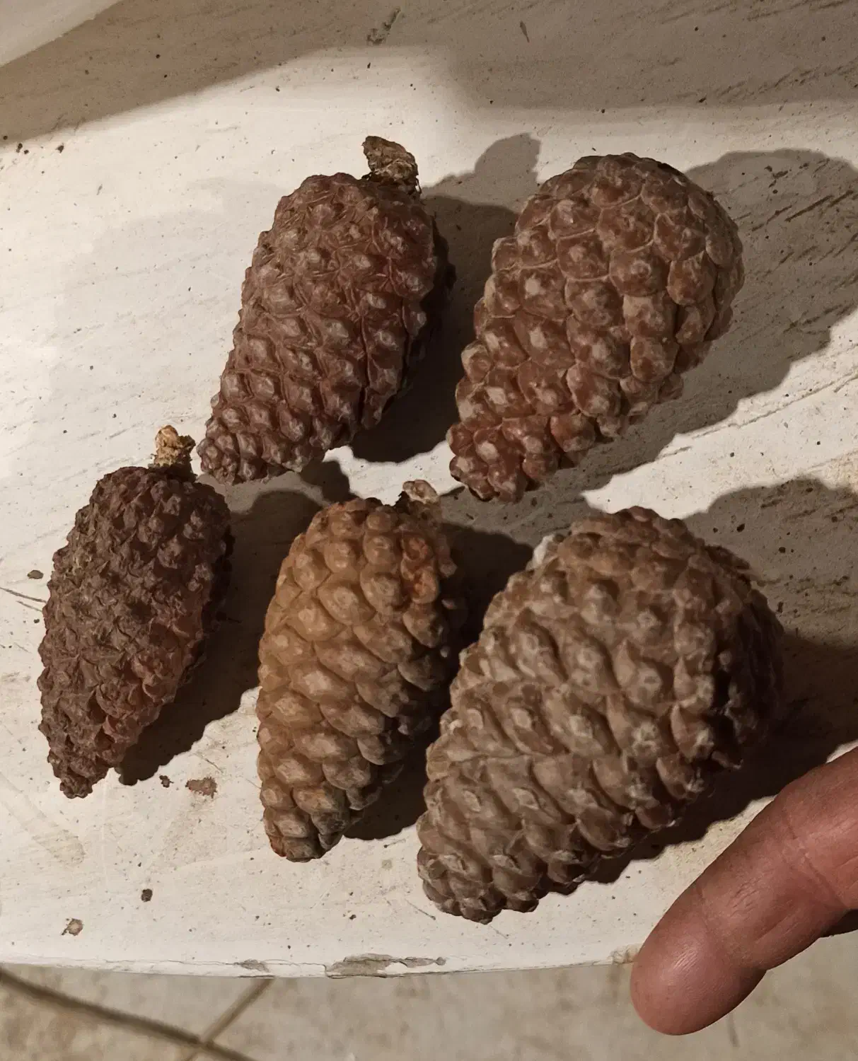 میوه کاج|خوردنی و آشامیدنی|مشکین‌دشت, |دیوار