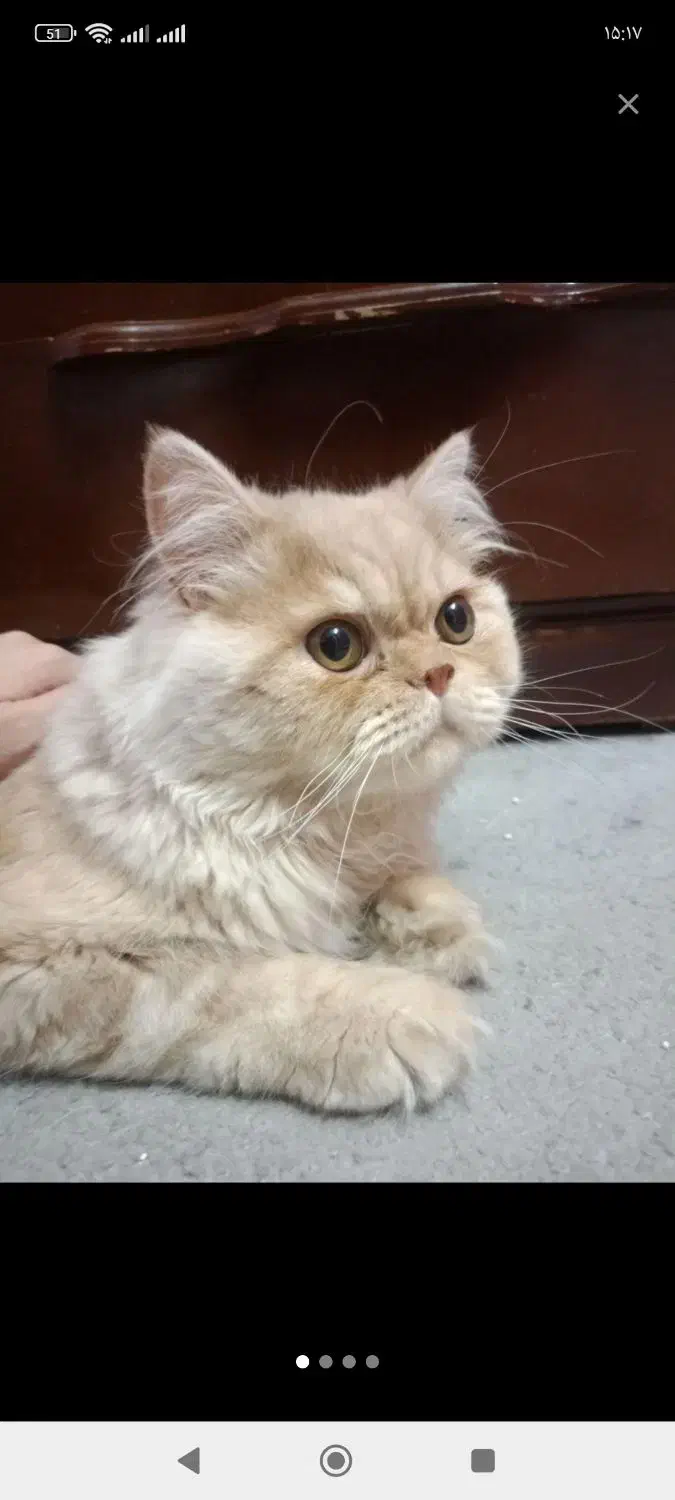 گربه پرشین|گربه|کاشان, پاقپان|دیوار