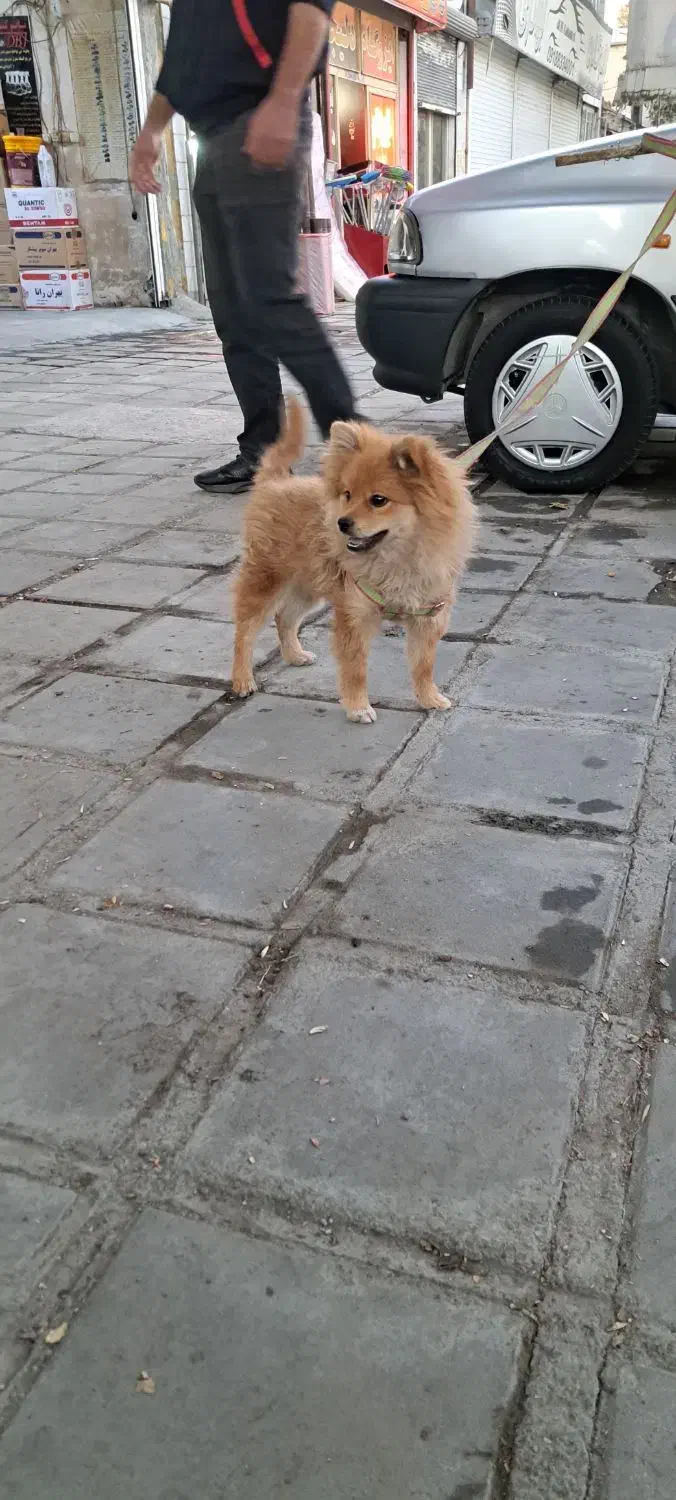 سگ پامر خرسی جنسیت نر|سگ|کرمانشاه, |دیوار