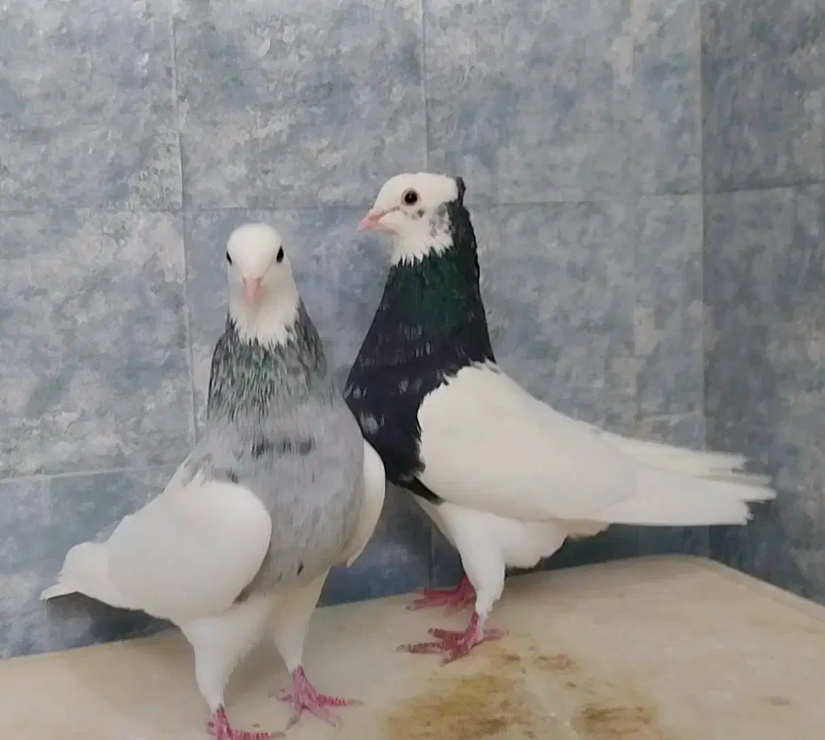 چند تا طوقی خوب|پرنده|فسا, |دیوار