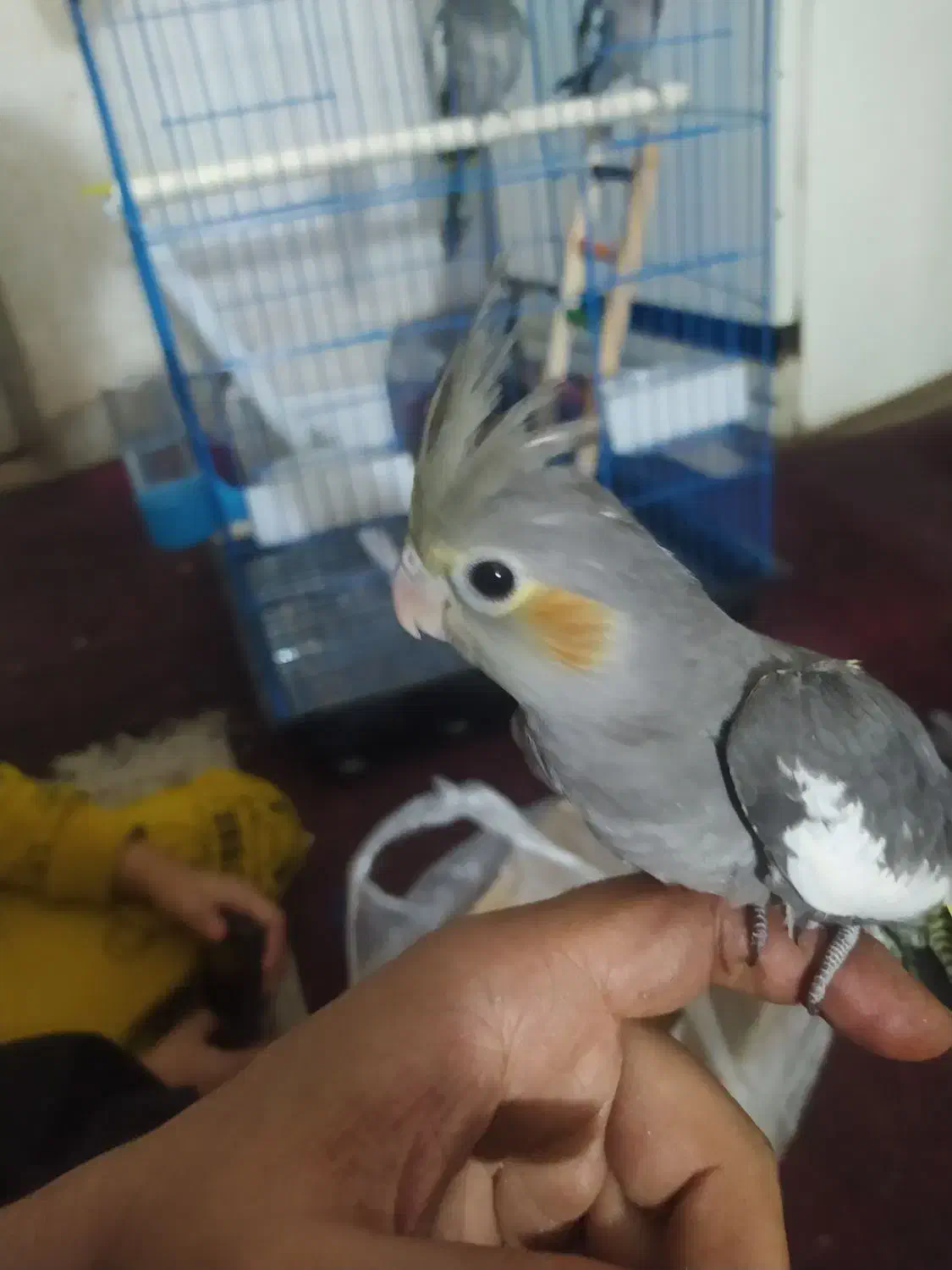 عروس اصیل رام مولد|پرنده|ایرانشهر, |دیوار