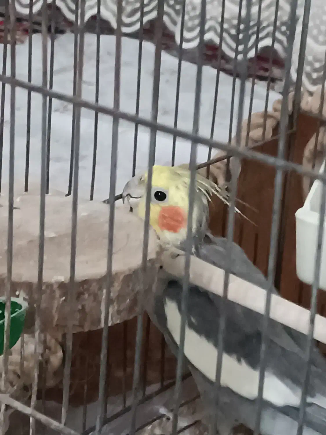 عروس هلندی|پرنده|صومعه‌سرا, |دیوار