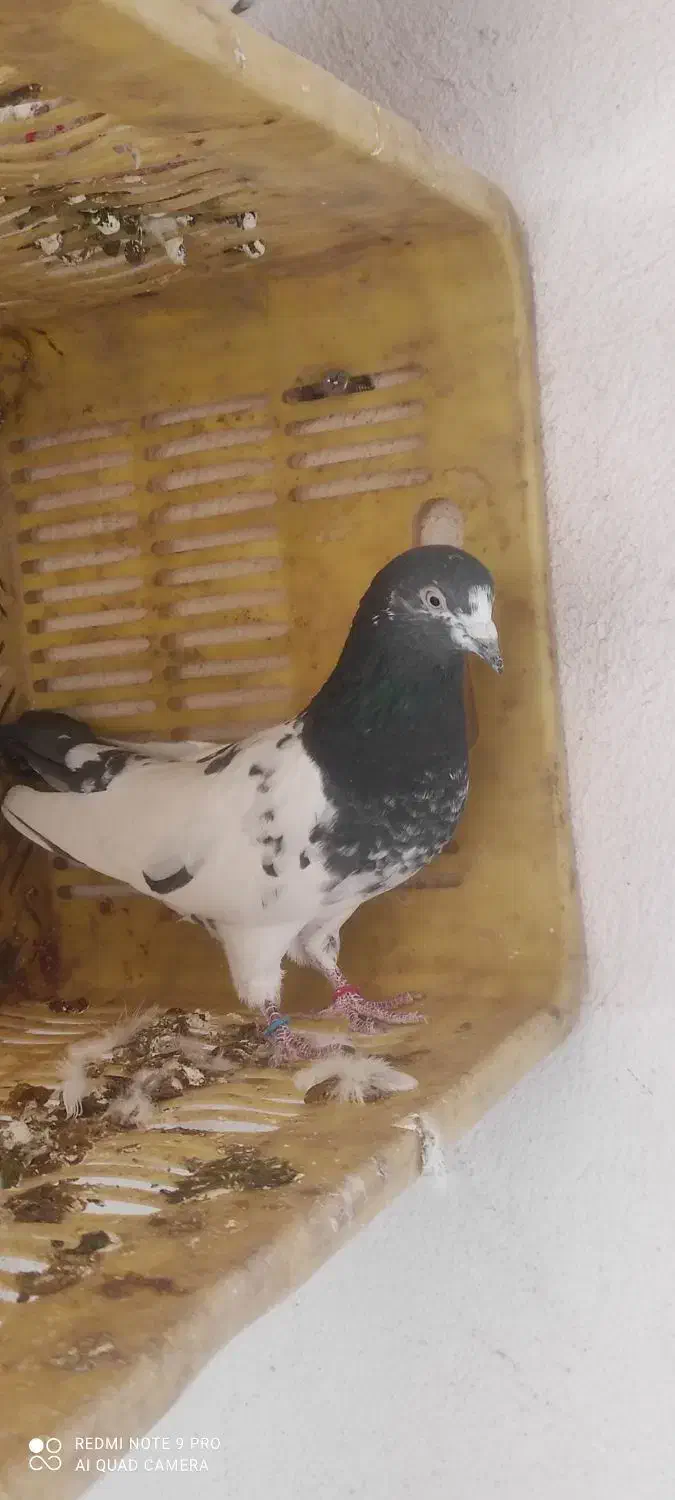 کبوتر|پرنده|بزینه رود, |دیوار