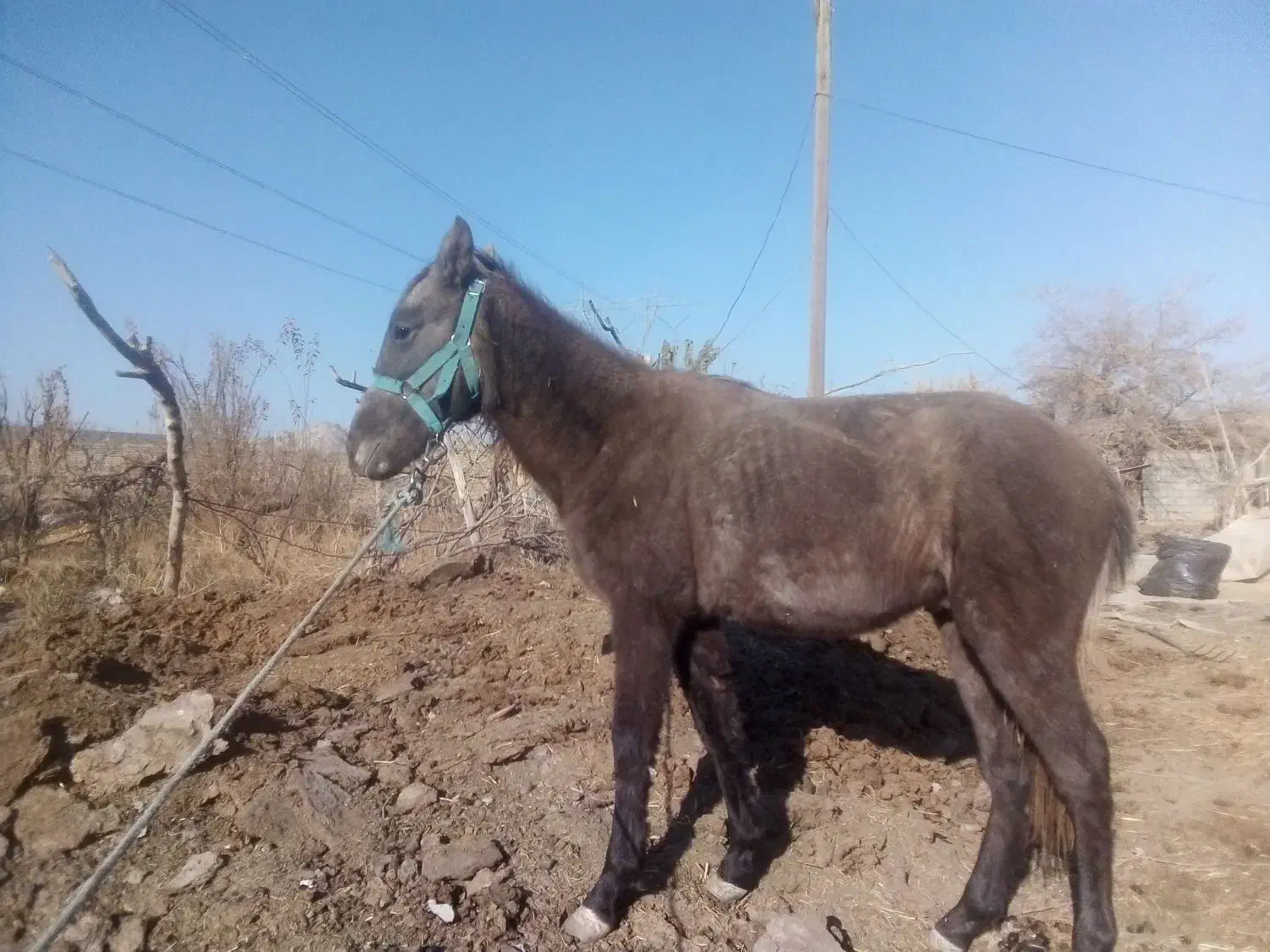 اسب و کره نرین هر دو یا تکی فروشی|حیوانات مزرعه|مشهد, رباط طرق|دیوار