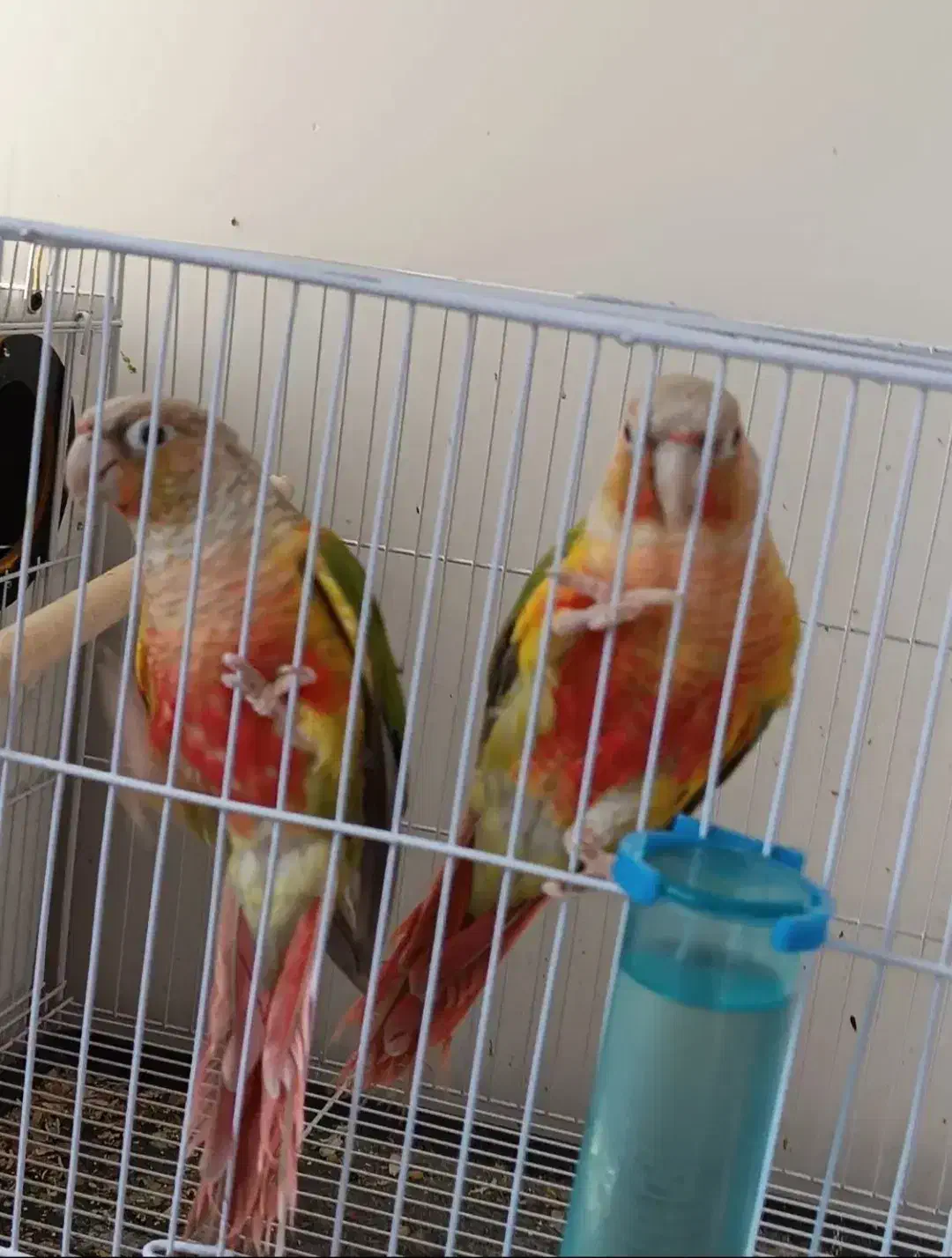 گرینچیک یلوساید مولدواقعی|پرنده|قائمشهر, |دیوار