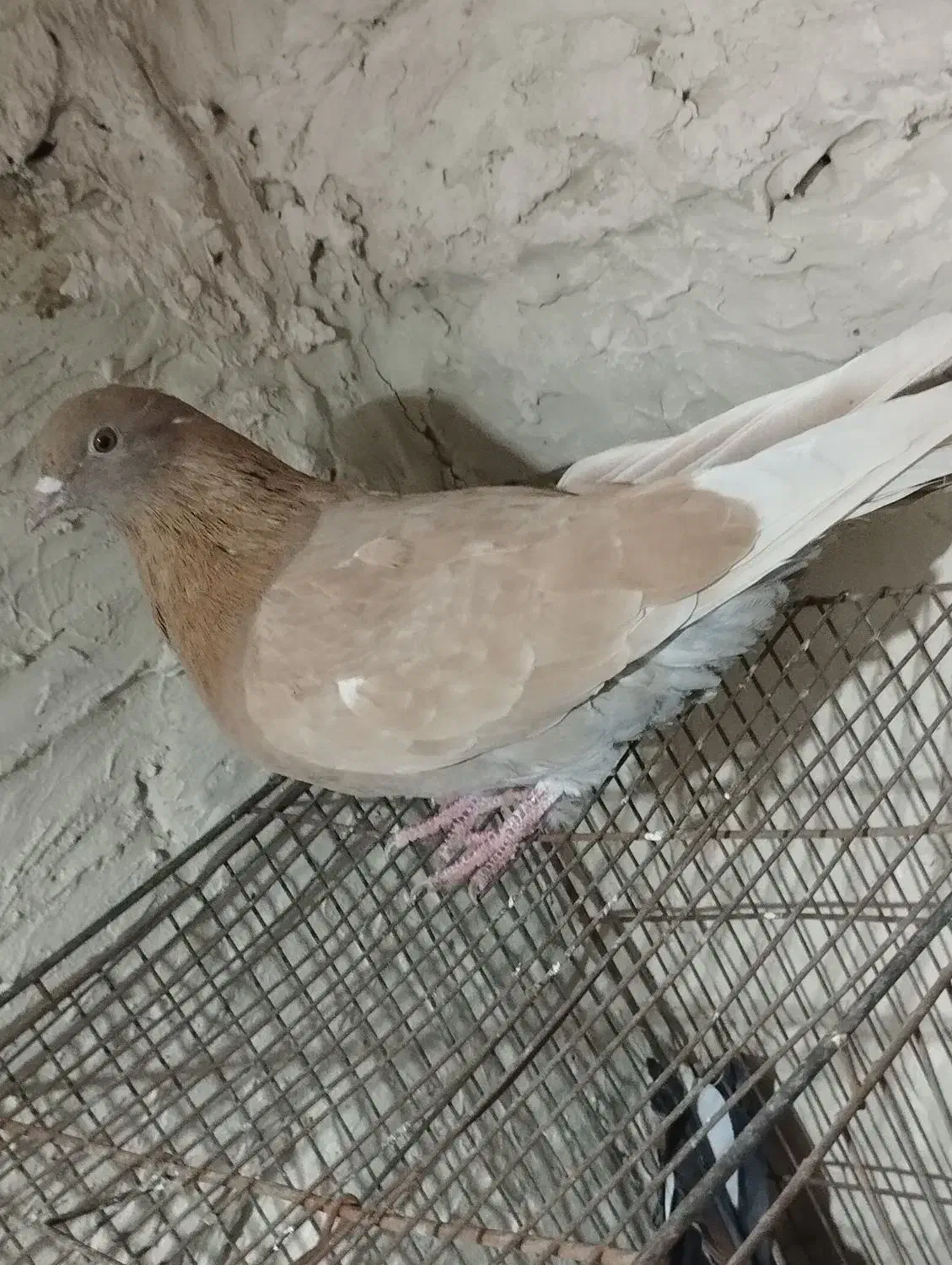 کبوتر.گرفتنی|پرنده|ارومیه, |دیوار