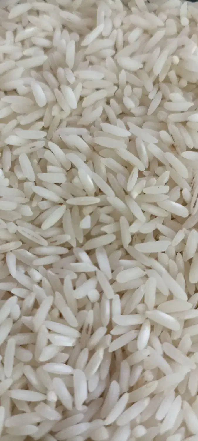 ۲۱۰ کیلو برنج فجر درجه یک|خوردنی و آشامیدنی|تالش, هشتپر|دیوار