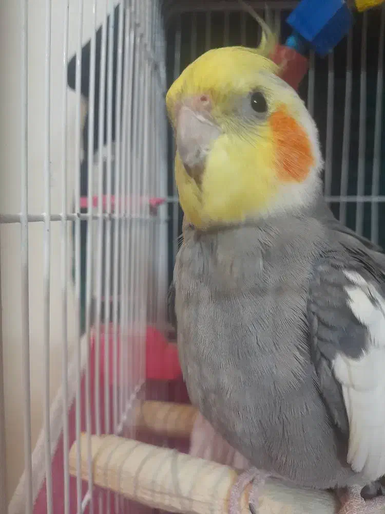 عروس هلندی نر سخنگو ،دستی|پرنده|ری, فیروزآبادی|دیوار