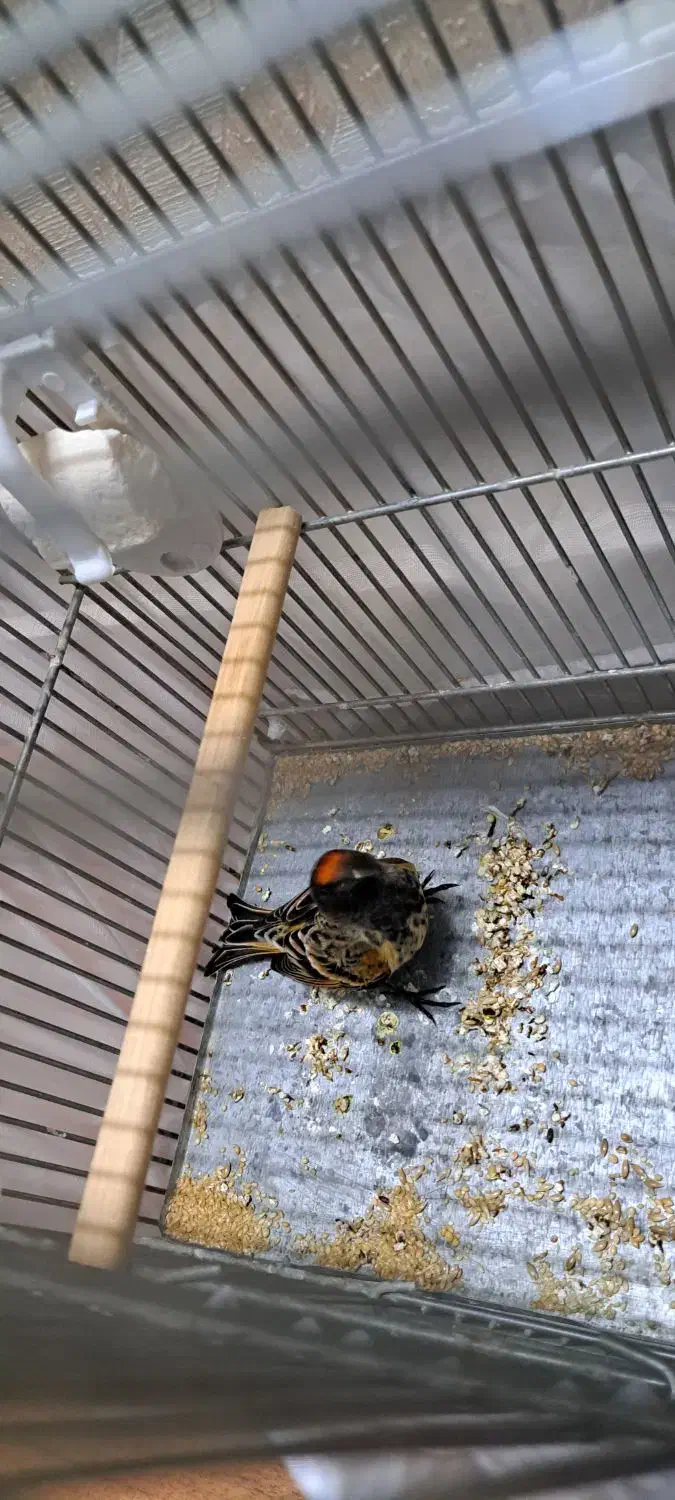 گلبسر نر|پرنده|پاکدشت, شهرک امام رضا|دیوار