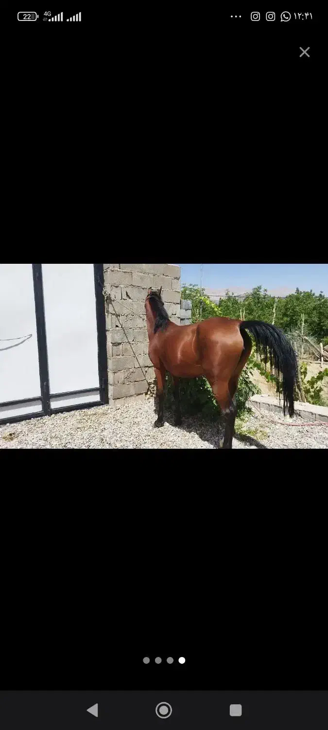 اسب مادیون پر خون|اسب و تجهیزات اسبسواری|سیسخت, |دیوار