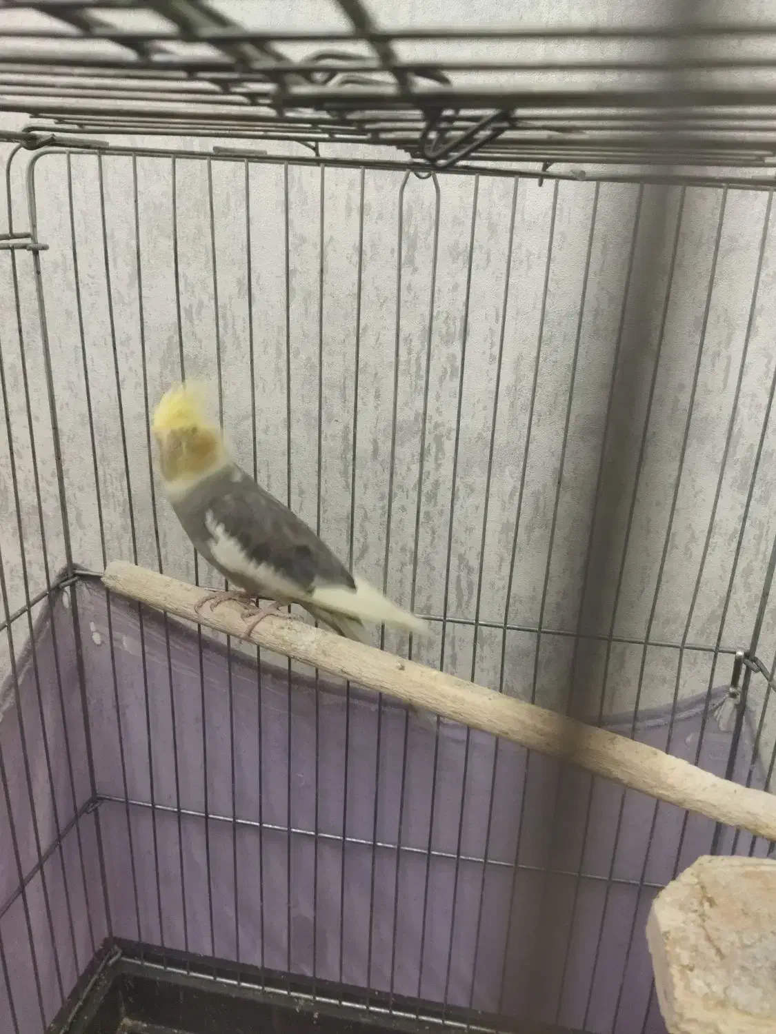 عروس هلندی ماده|پرنده|پاکدشت, خاتون آباد|دیوار