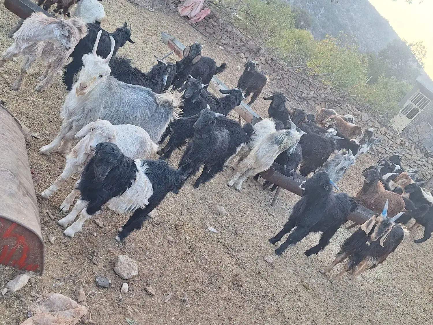 40راس کهره|حیوانات مزرعه|شیراز, دباغ خانه|دیوار