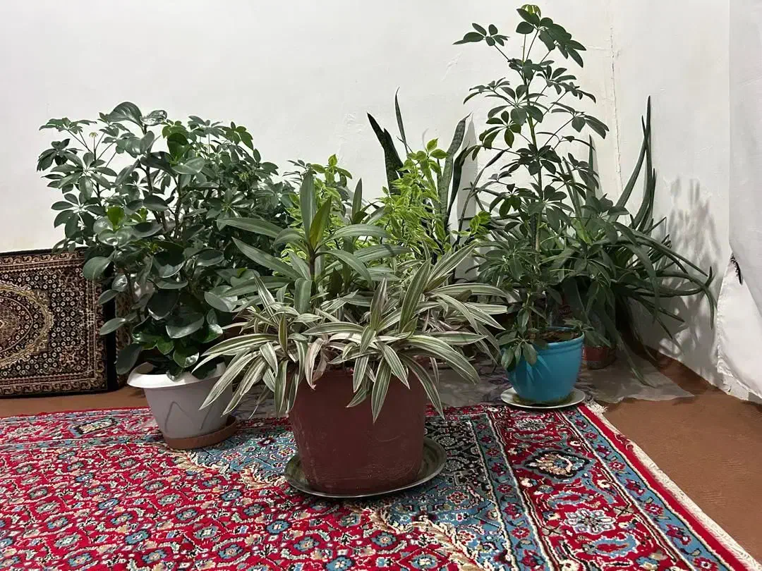 فروش گل خانگی همه|گل و گیاه طبیعی|مریوان, |دیوار