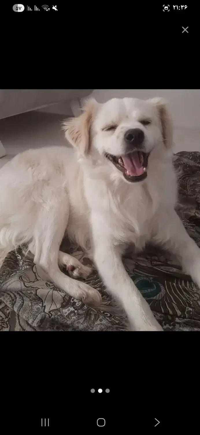 سگ پاکوتاه|سگ|قزوین, |دیوار