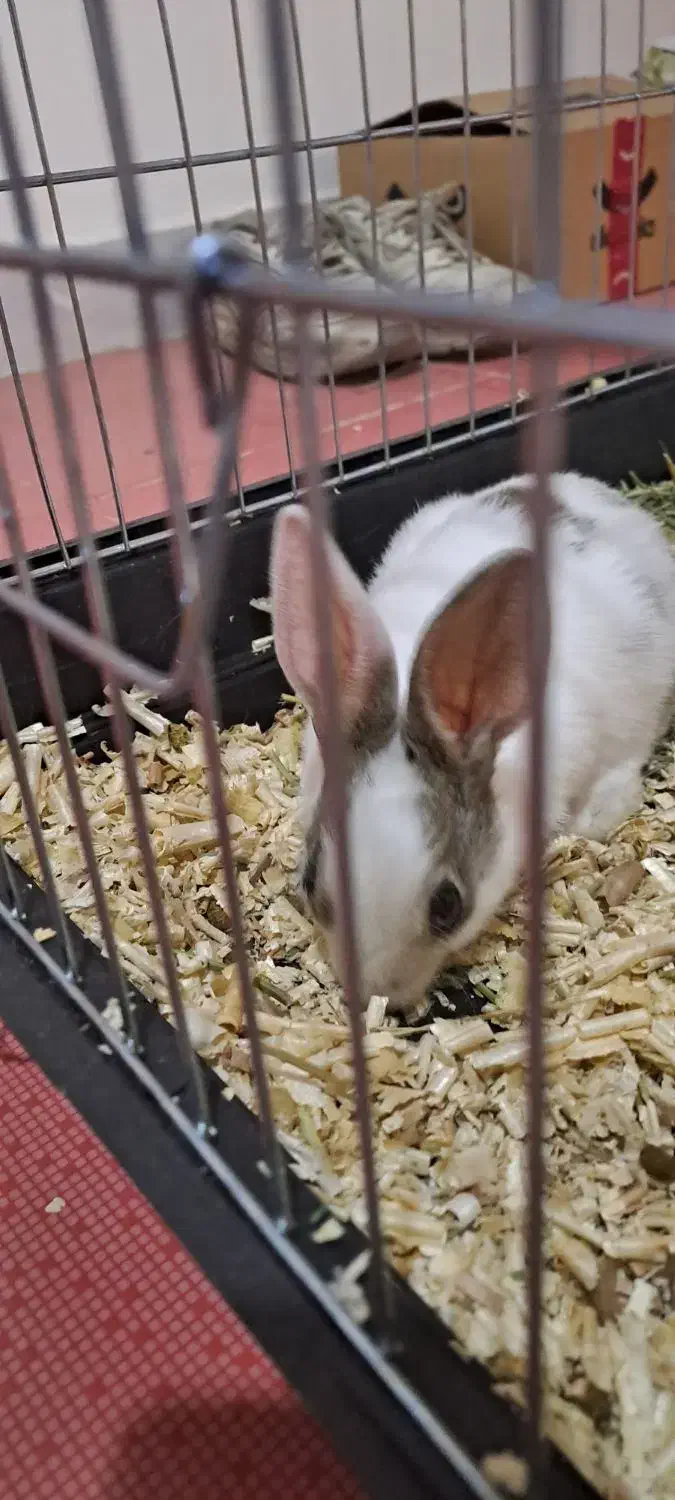 خرگوش|موش و خرگوش|سنندج, |دیوار