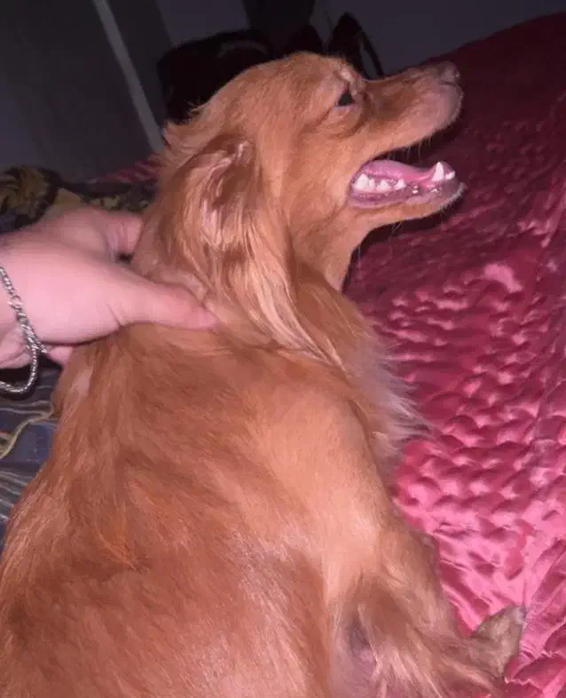 اشپیتز روباهی نر|سگ|امیدیه, |دیوار