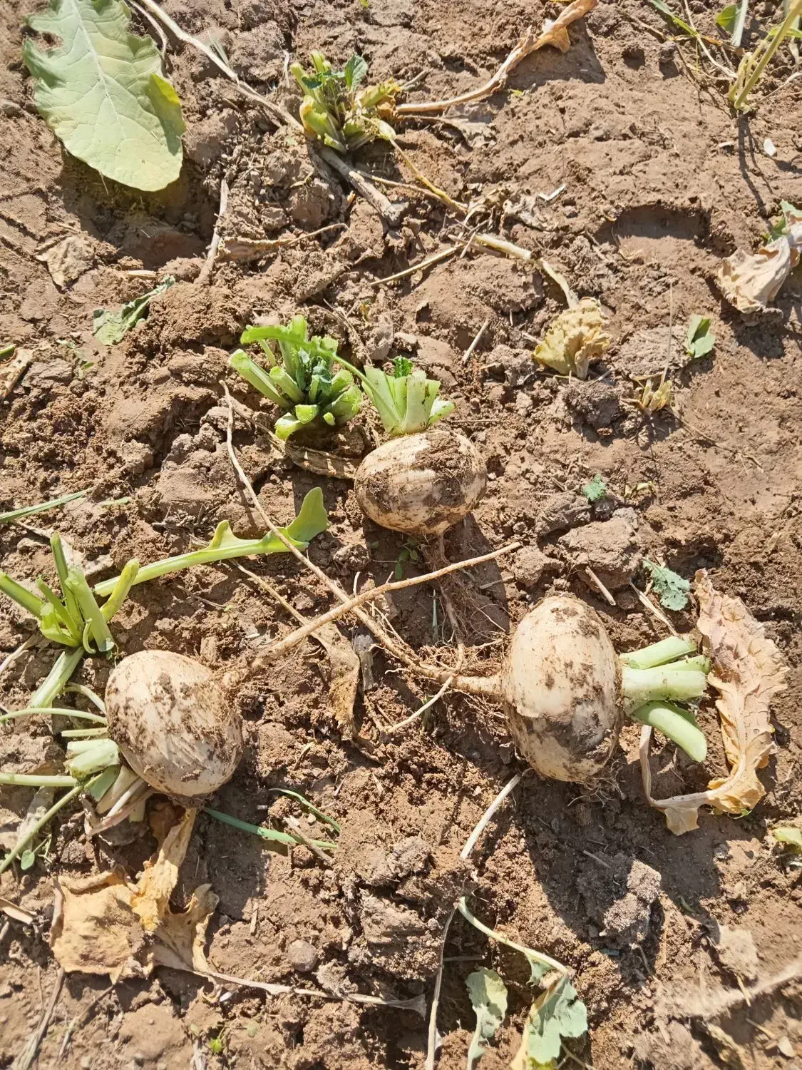 شلغم|خوردنی و آشامیدنی|گزیک, |دیوار