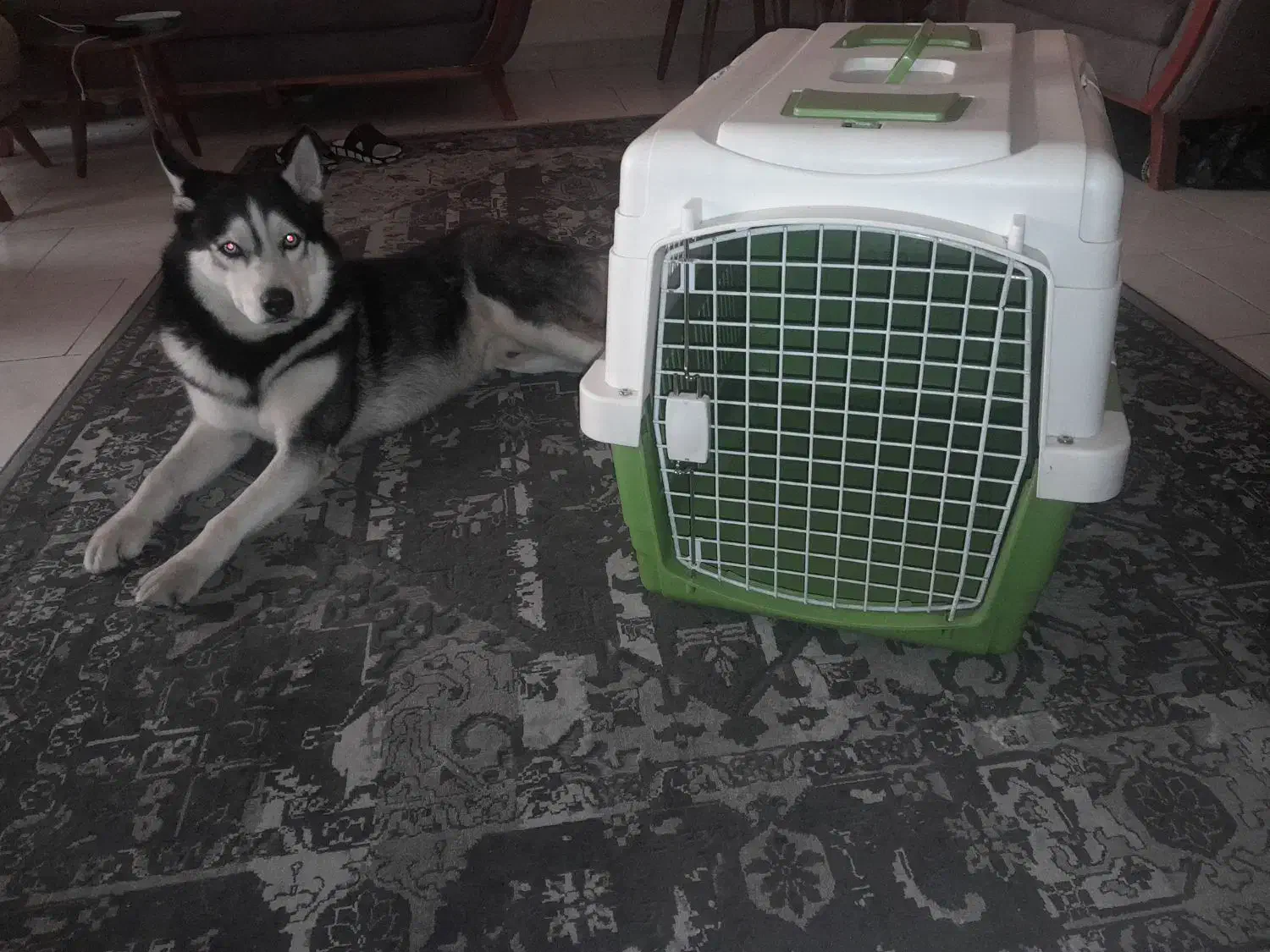 باکس حمل سگ|لوازم جانبی حیوانات|تهران, حشمتیه|دیوار