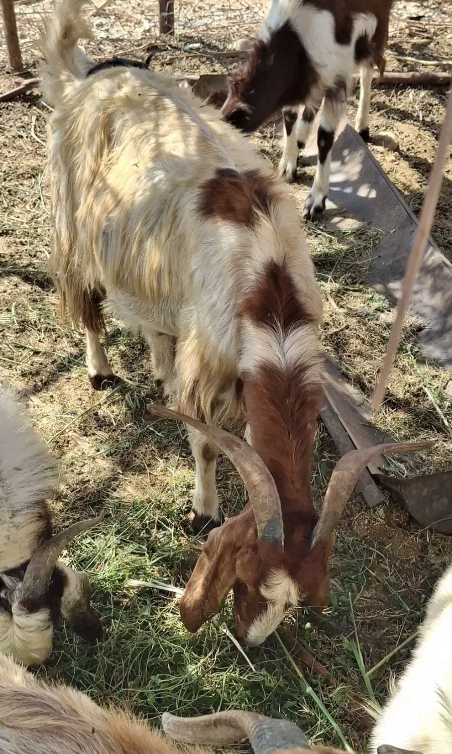 بز فروشی|حیوانات مزرعه|فاریاب, |دیوار