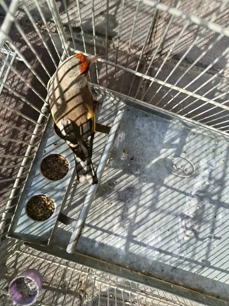 سهره دورگ جوجه معاوضه با رسمی|پرنده|بهارستان, |دیوار