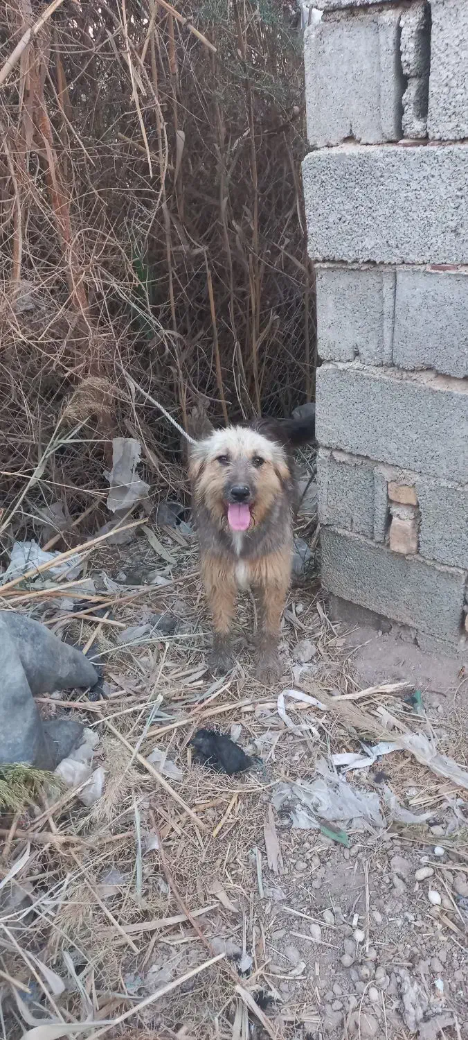 سگ فروشی|سگ|آبادان, |دیوار