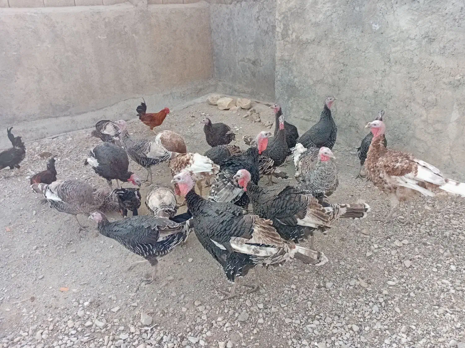 بوقلمون|حیوانات مزرعه|گوآور, |دیوار